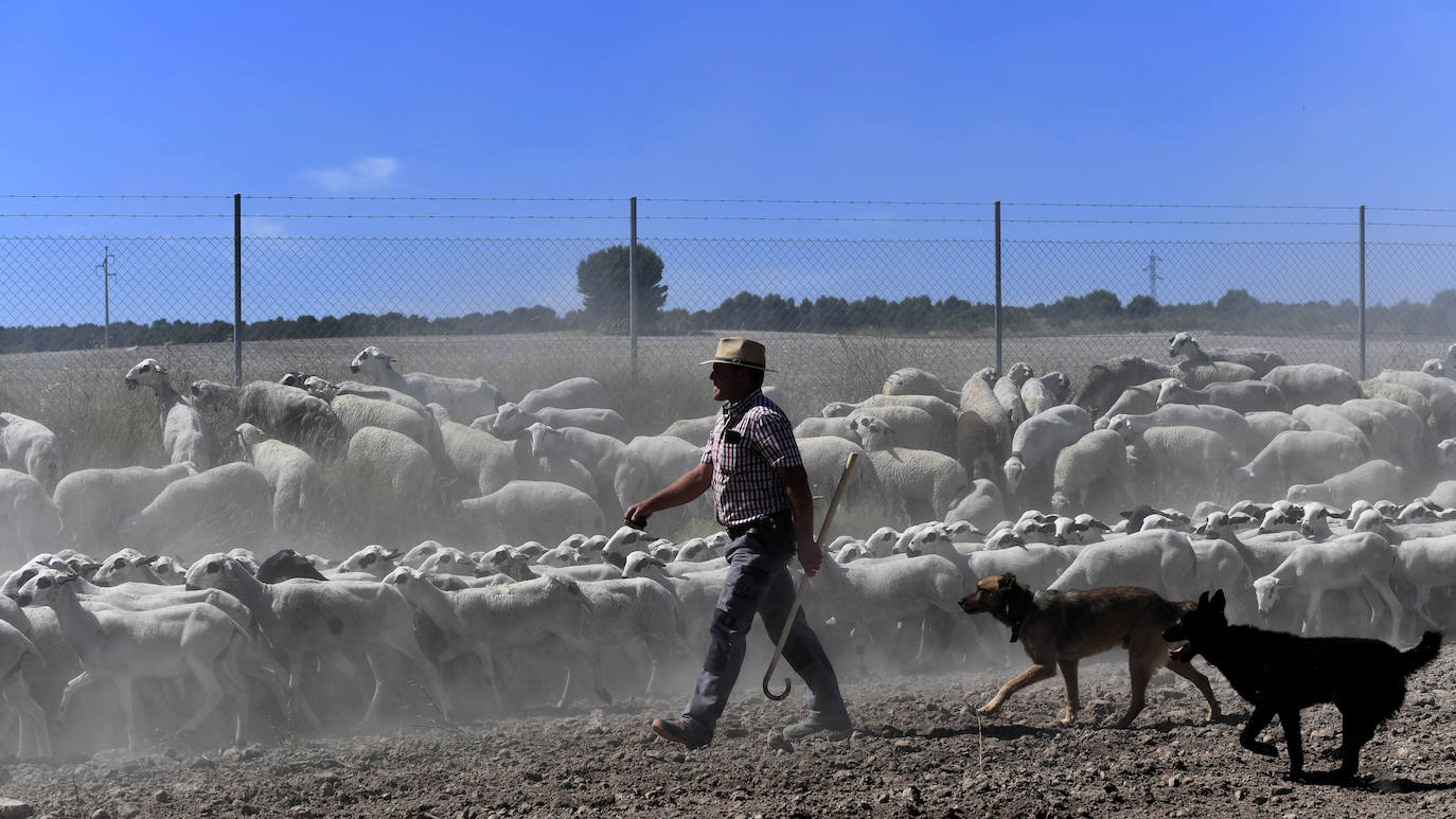 Fotos: Ovejas montesinas en La Tercia (Moratalla)
