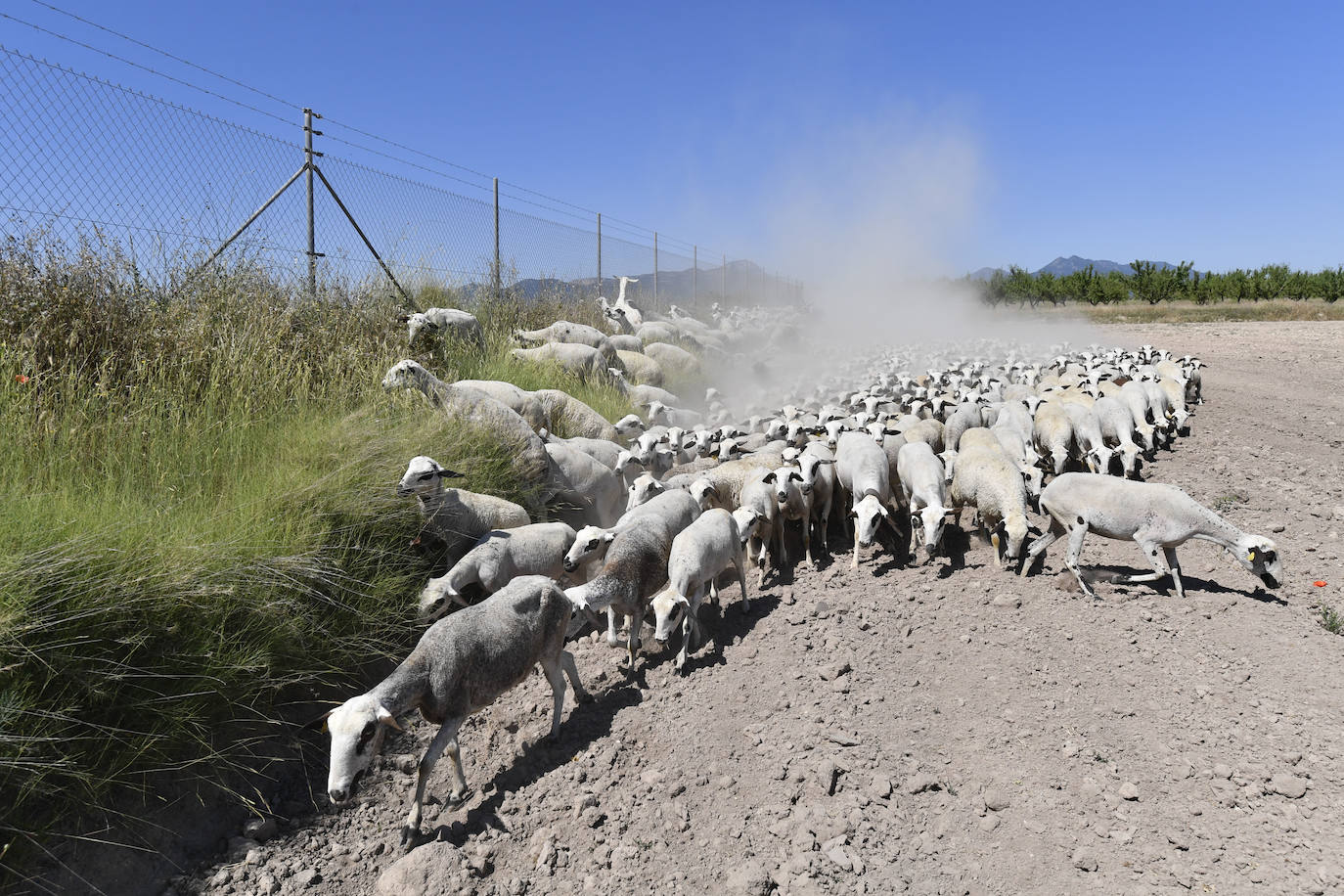 Fotos: Ovejas montesinas en La Tercia (Moratalla)