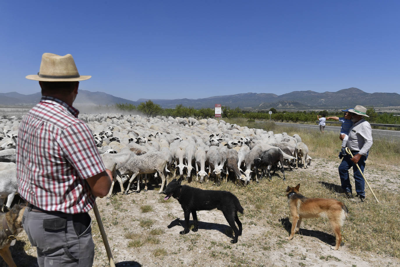 Fotos: Ovejas montesinas en La Tercia (Moratalla)