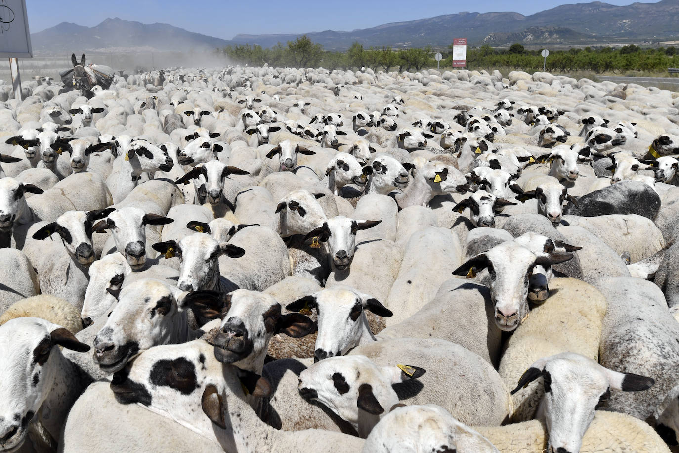 Fotos: Ovejas montesinas en La Tercia (Moratalla)