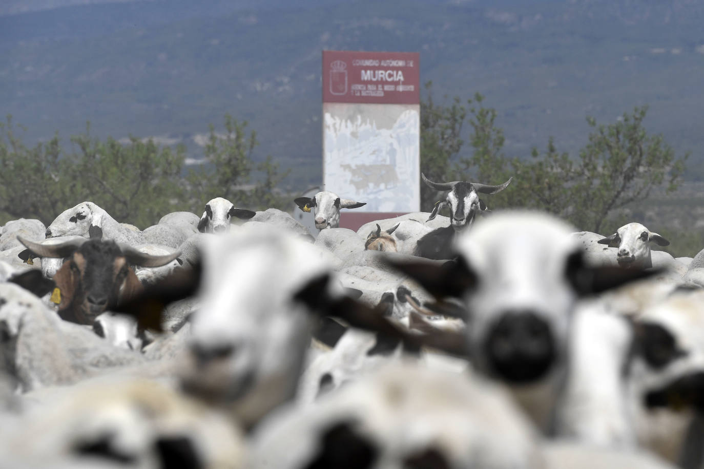 Fotos: Ovejas montesinas en La Tercia (Moratalla)