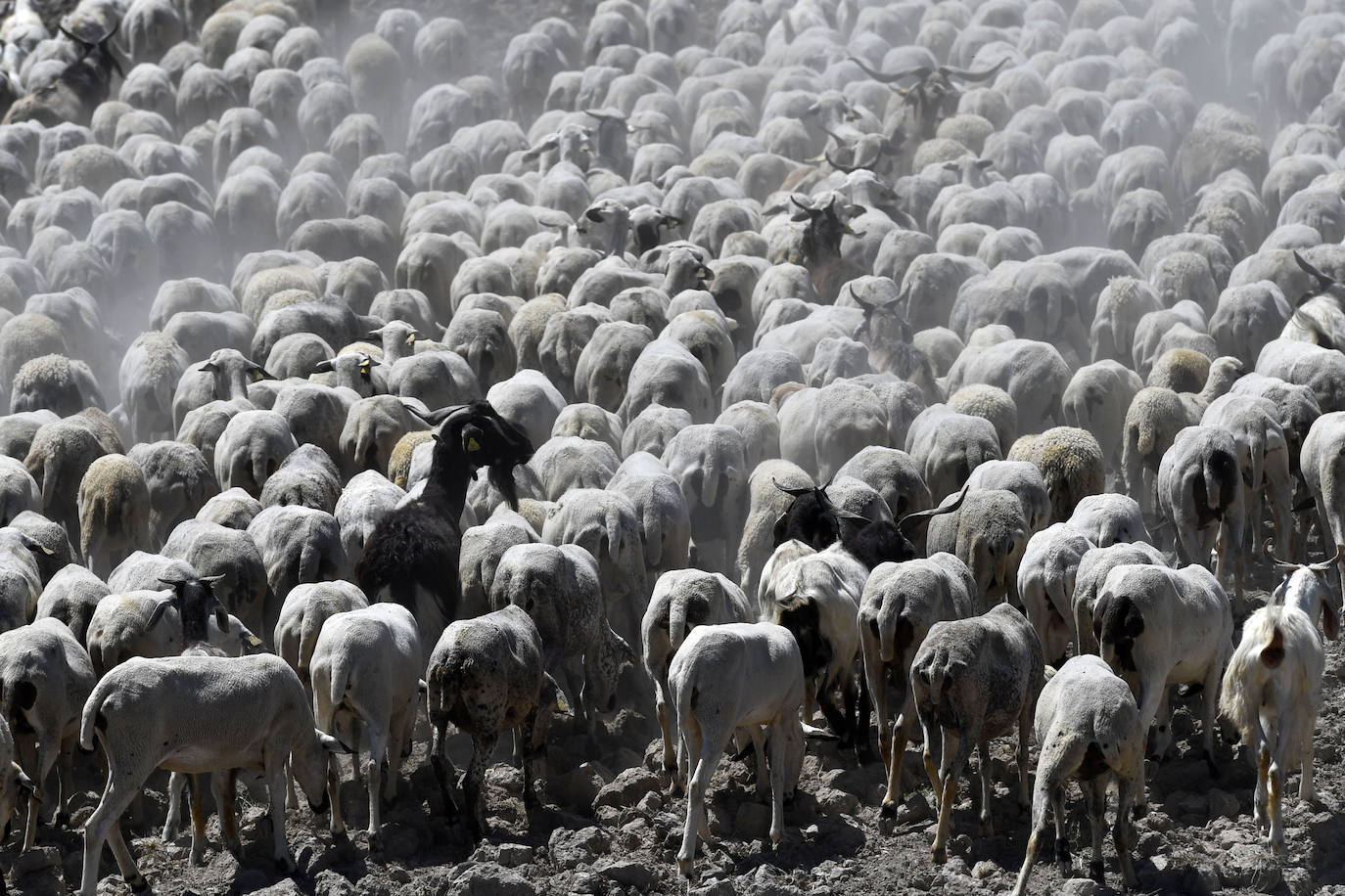 Fotos: Ovejas montesinas en La Tercia (Moratalla)