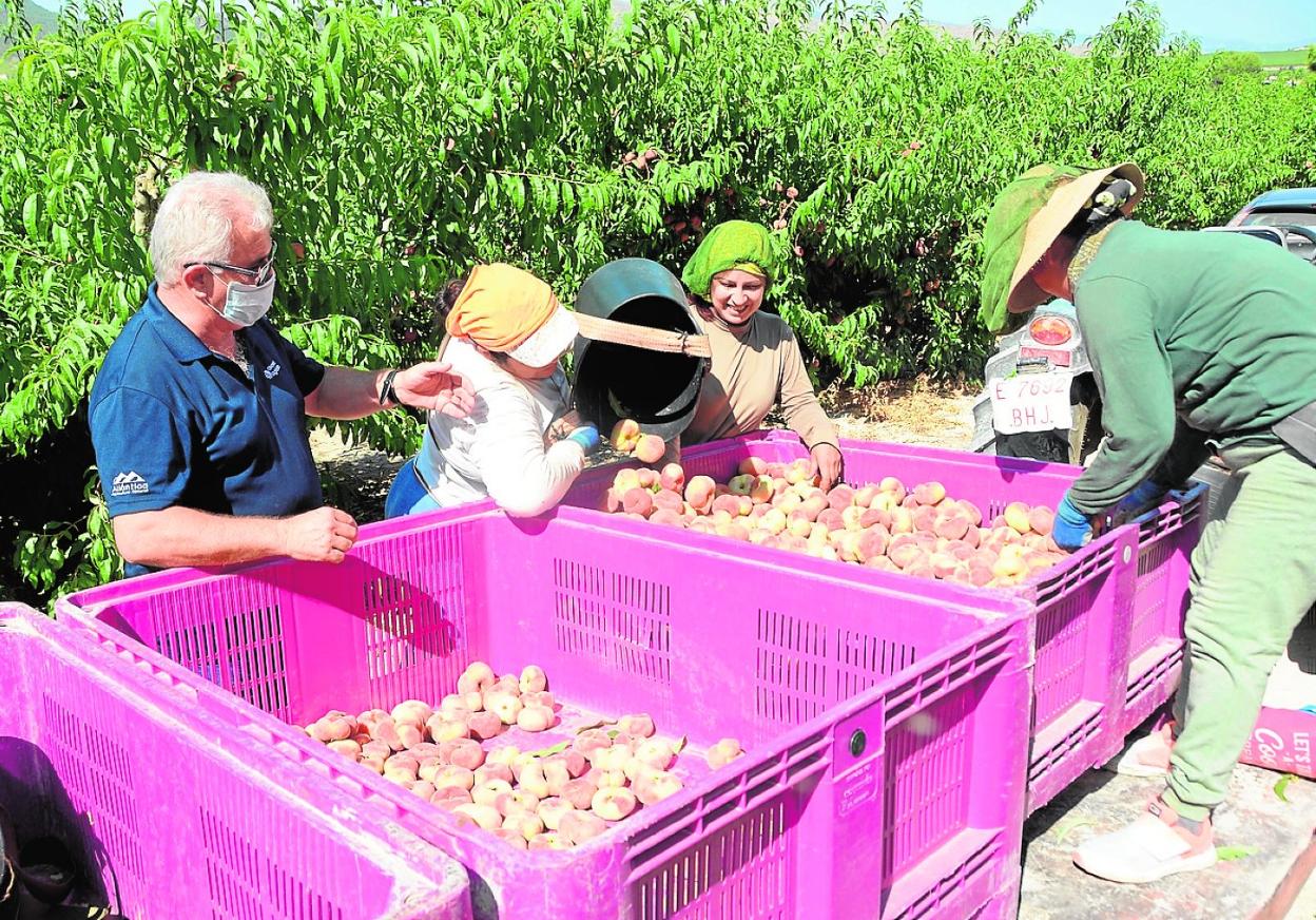 Recolección de melocotones paraguayos en una finca ciezana. 