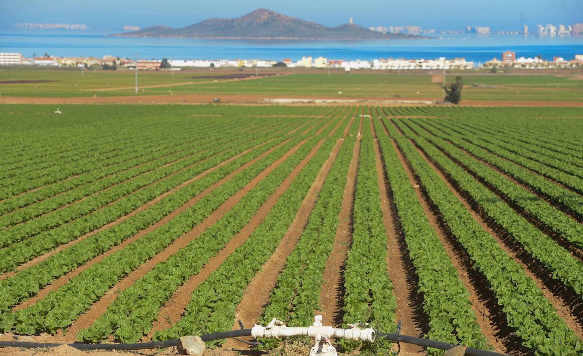 Cultivos en Los Nietos, en la cubeta sur del Mar Menor