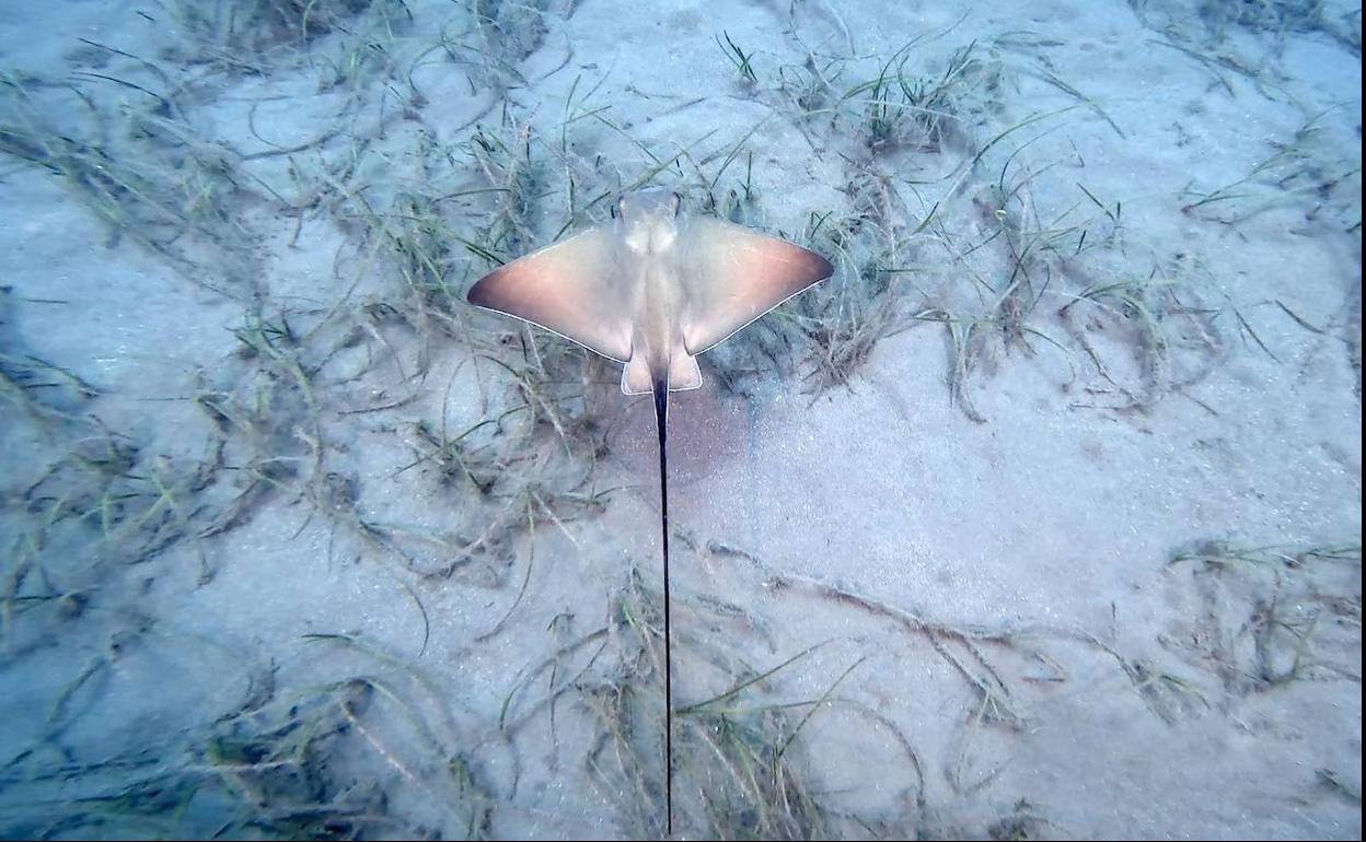Un águila marina sobre una pradera marina degradada.