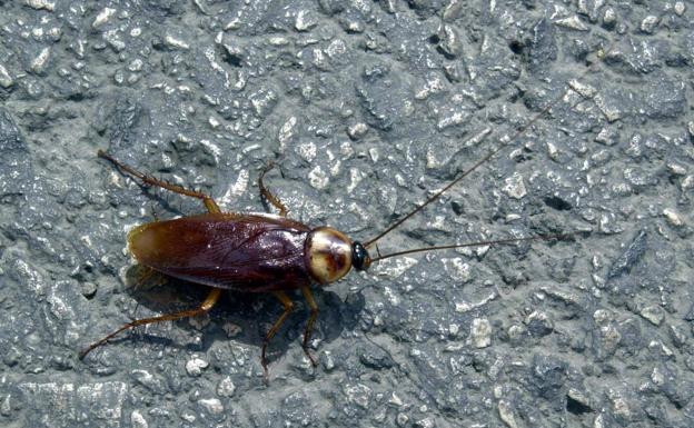 Cómo acabar con las cucarachas y mosquitos gracias a las nuevas tecnologías