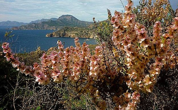 Boja barrilera en el monte San Julián, en Cartagena. 