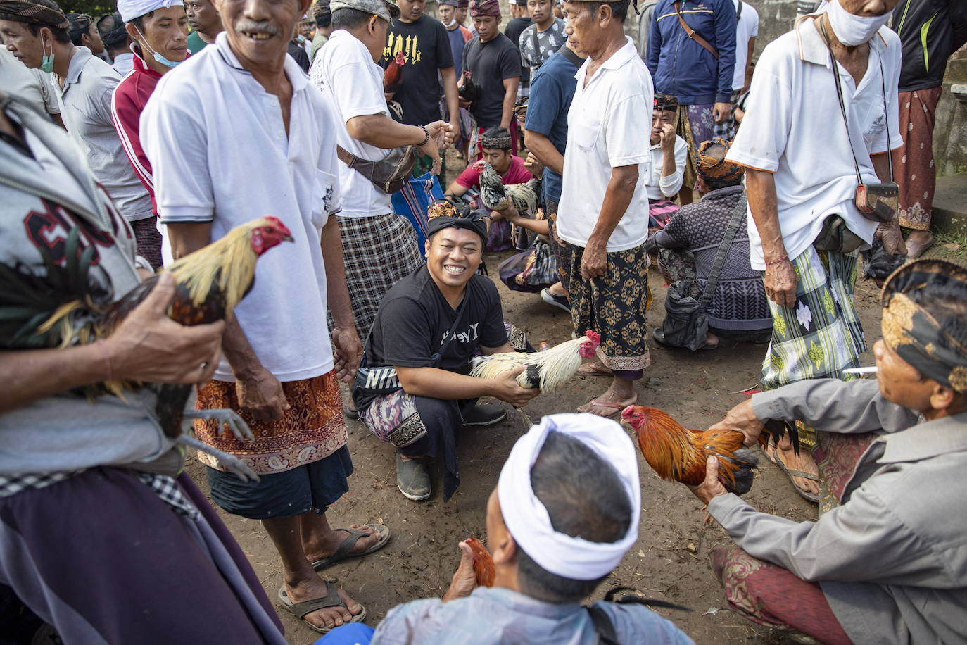 Fotos: Peleas de gallos en Bali