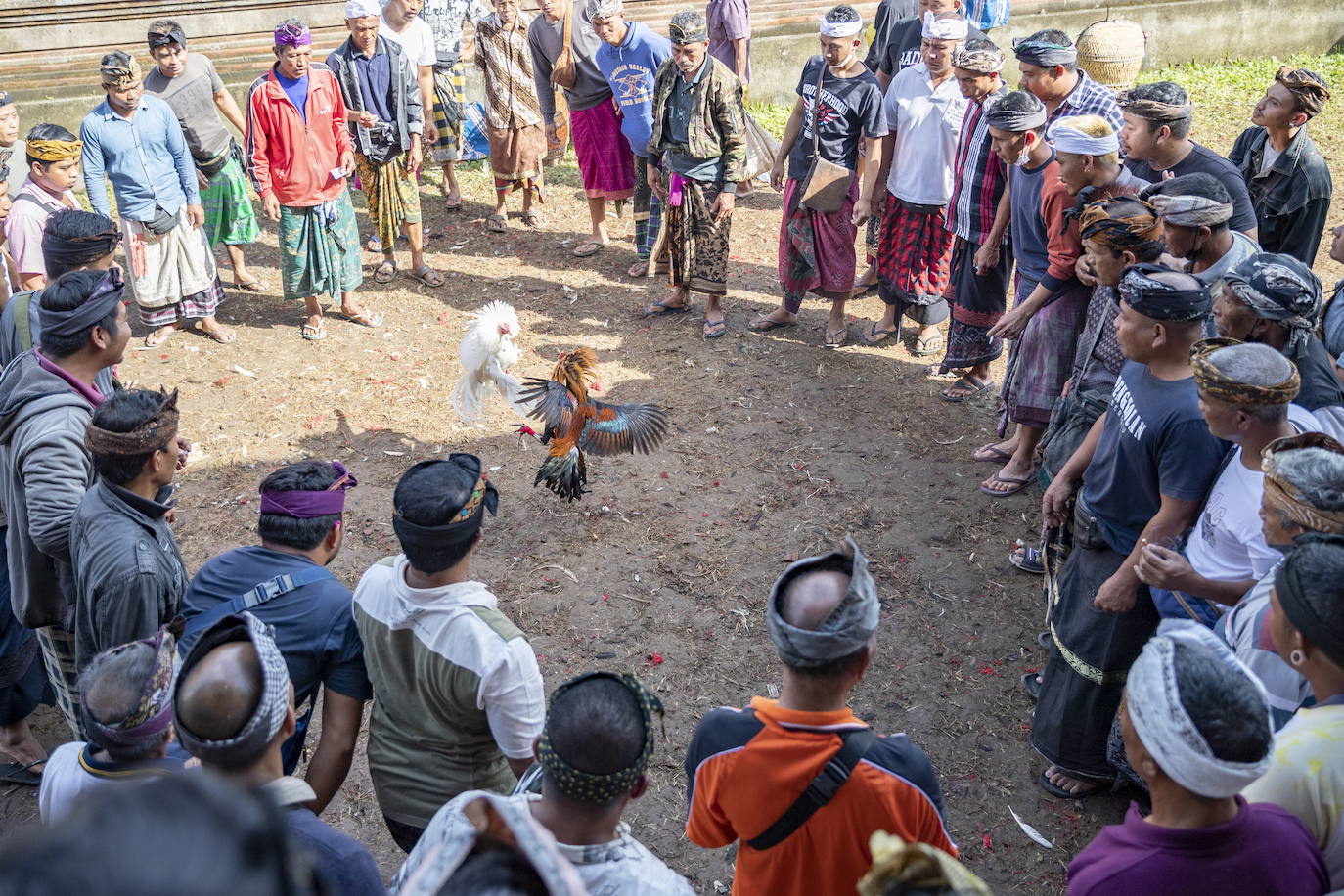 Fotos: Peleas de gallos en Bali