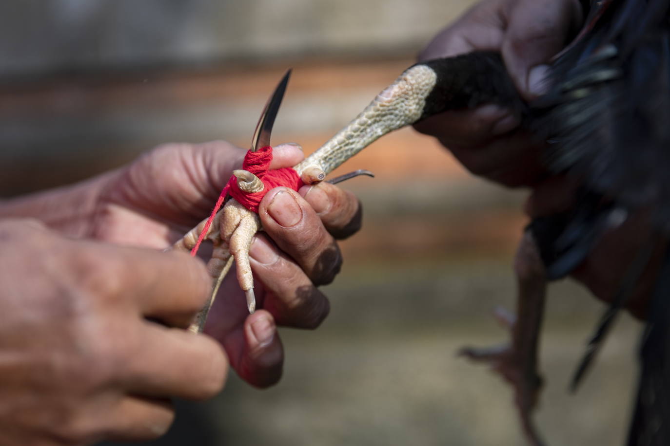 Fotos: Peleas de gallos en Bali