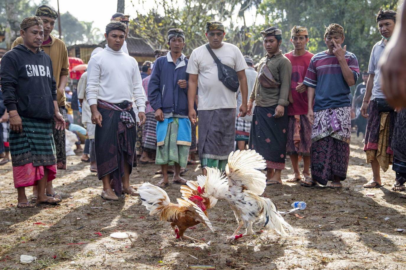 Fotos: Peleas de gallos en Bali