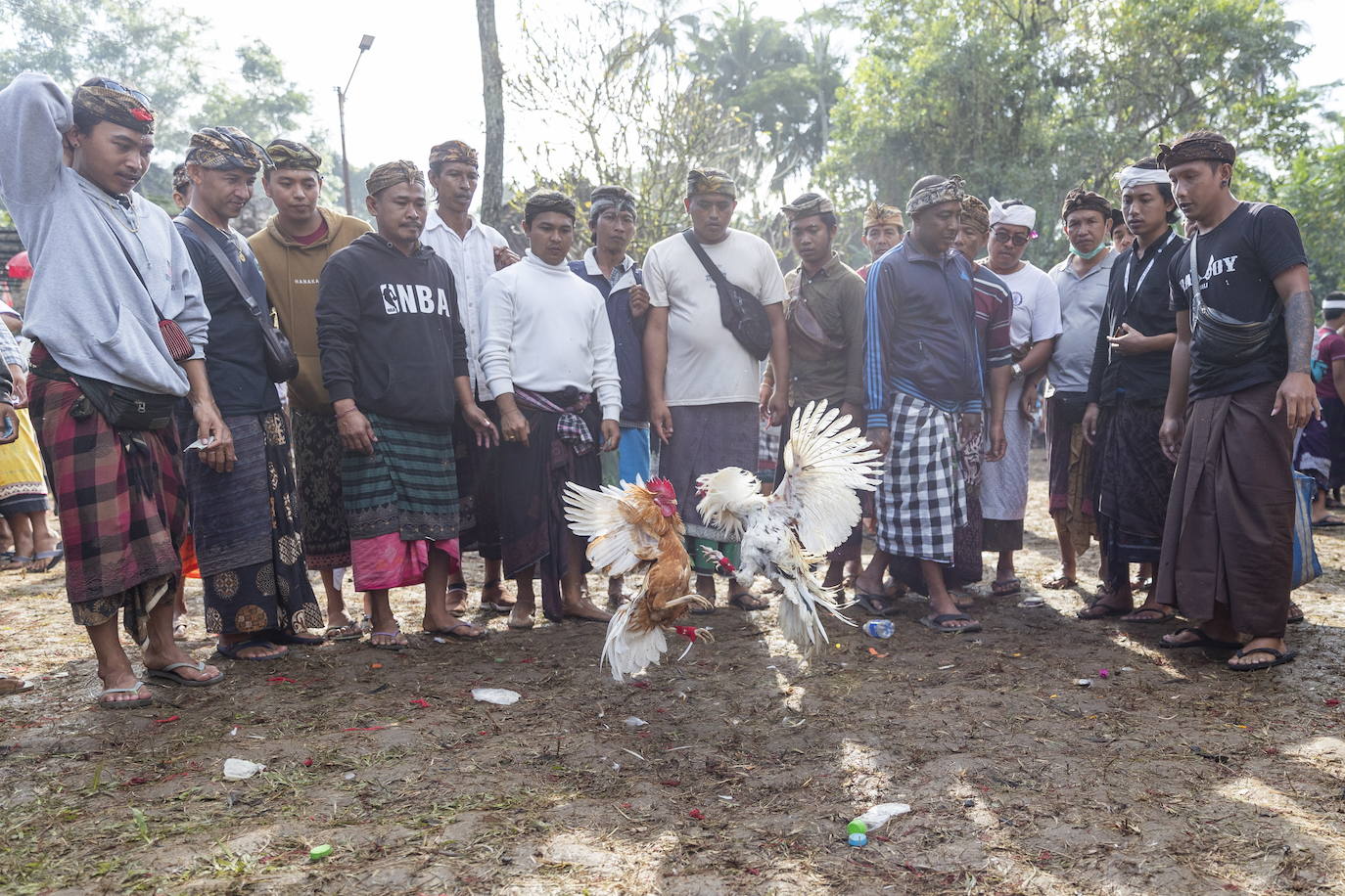 Fotos: Peleas de gallos en Bali