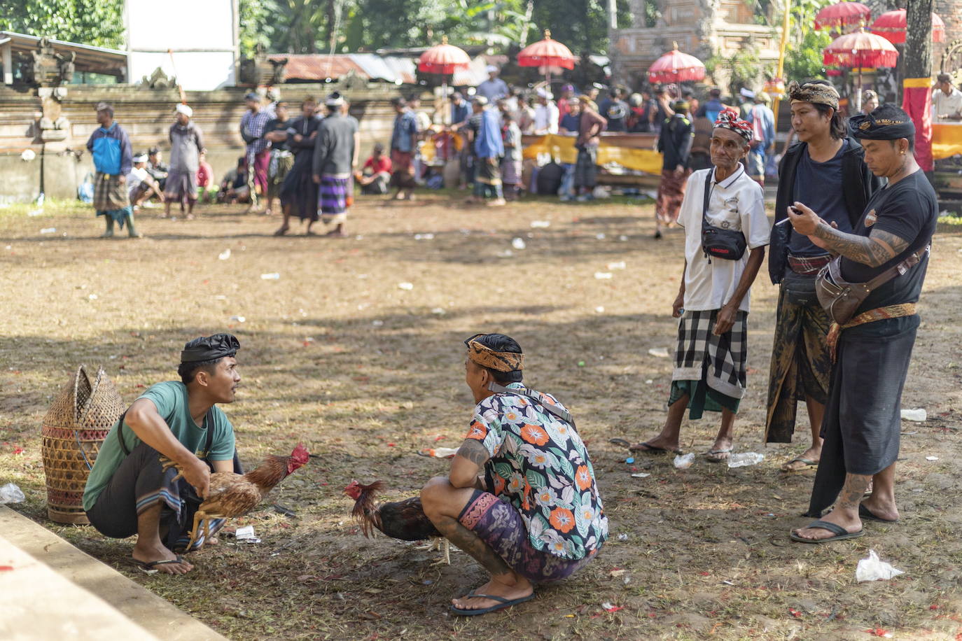 Fotos: Peleas de gallos en Bali