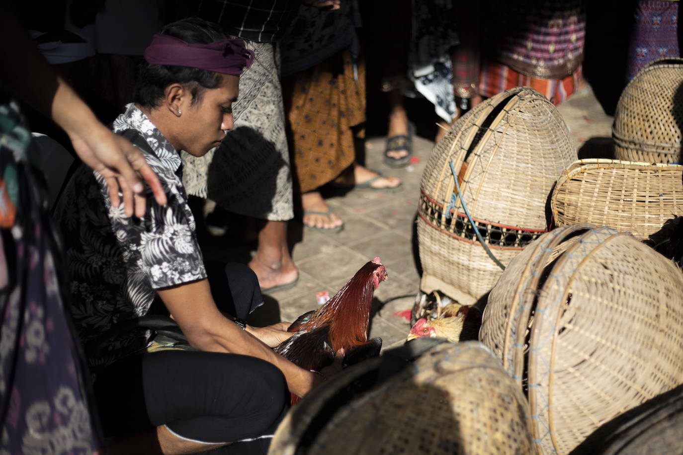 Fotos: Peleas de gallos en Bali