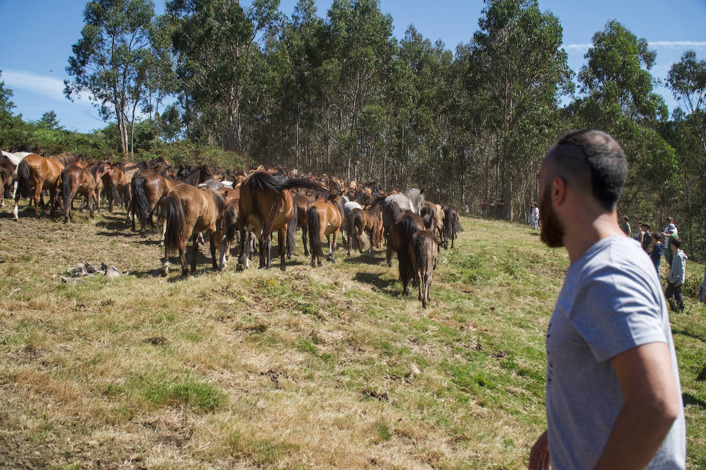 Fotos: Rapa das Bestas 2022