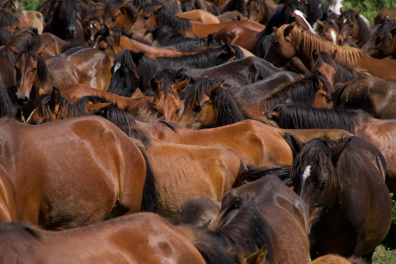 Fotos: Rapa das Bestas 2022