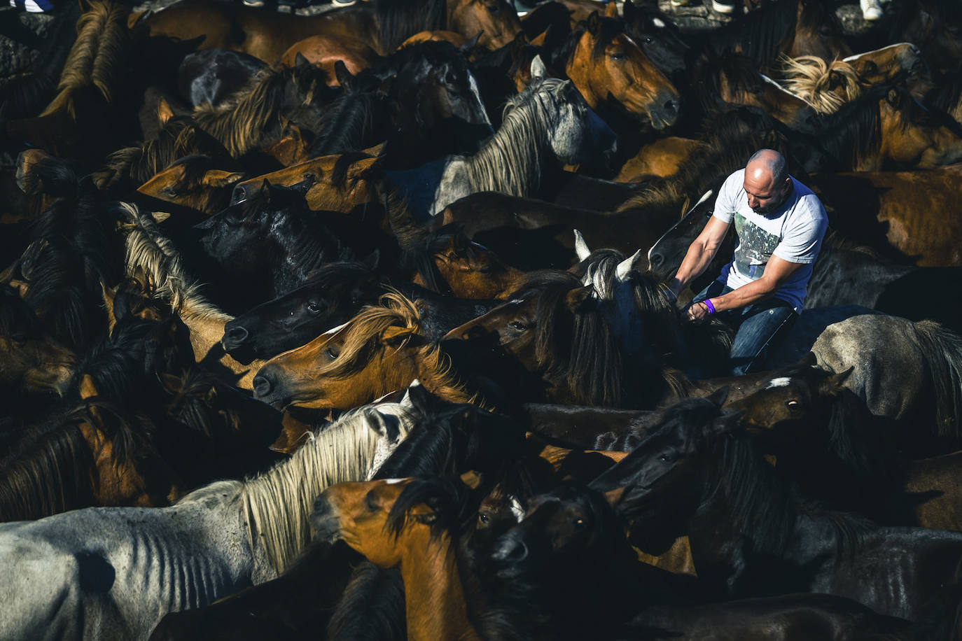 Fotos: Rapa das Bestas 2022