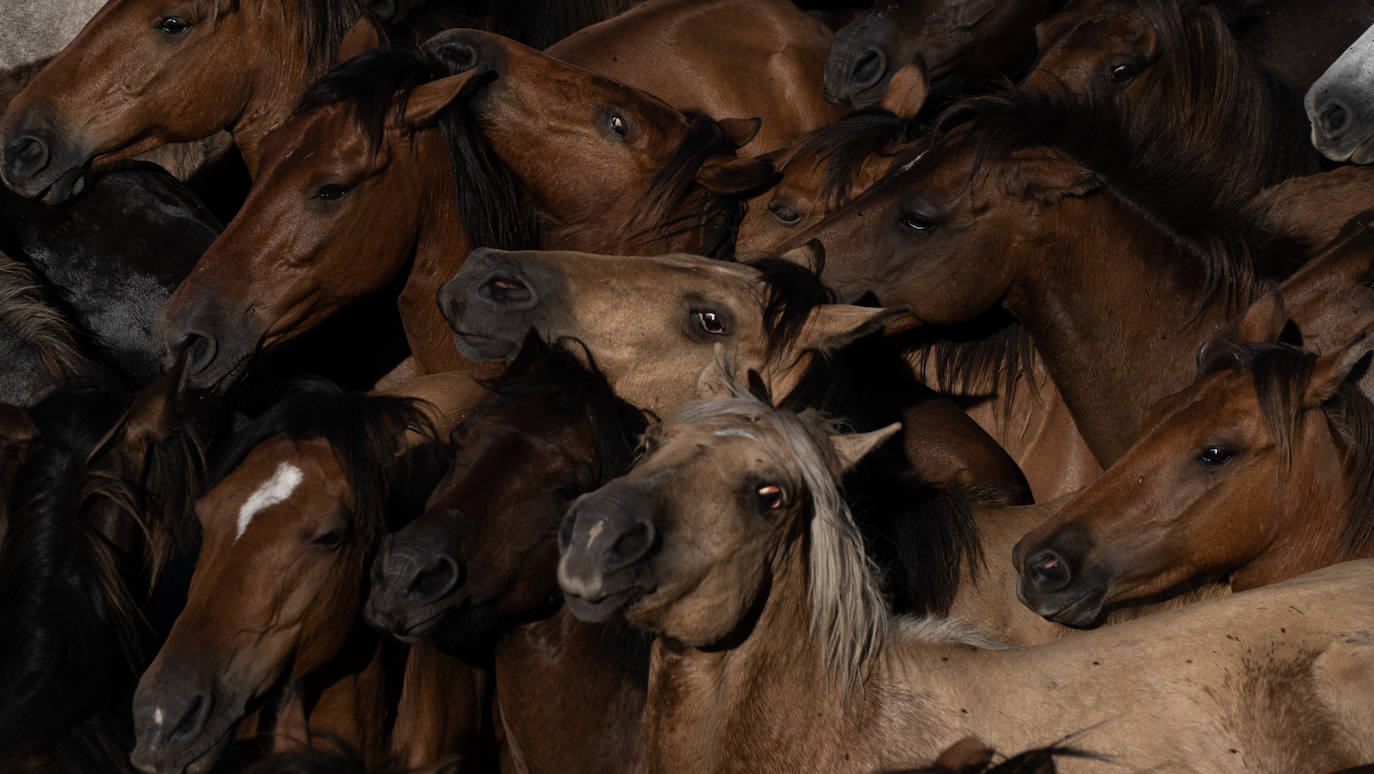 Fotos: Rapa das Bestas 2022