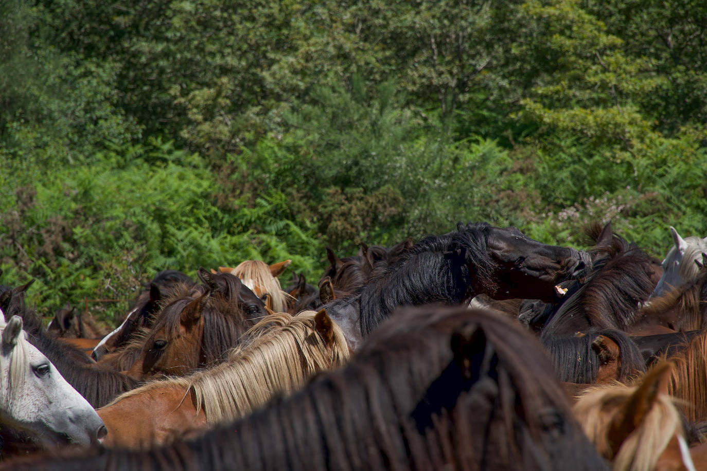 Fotos: Rapa das Bestas 2022