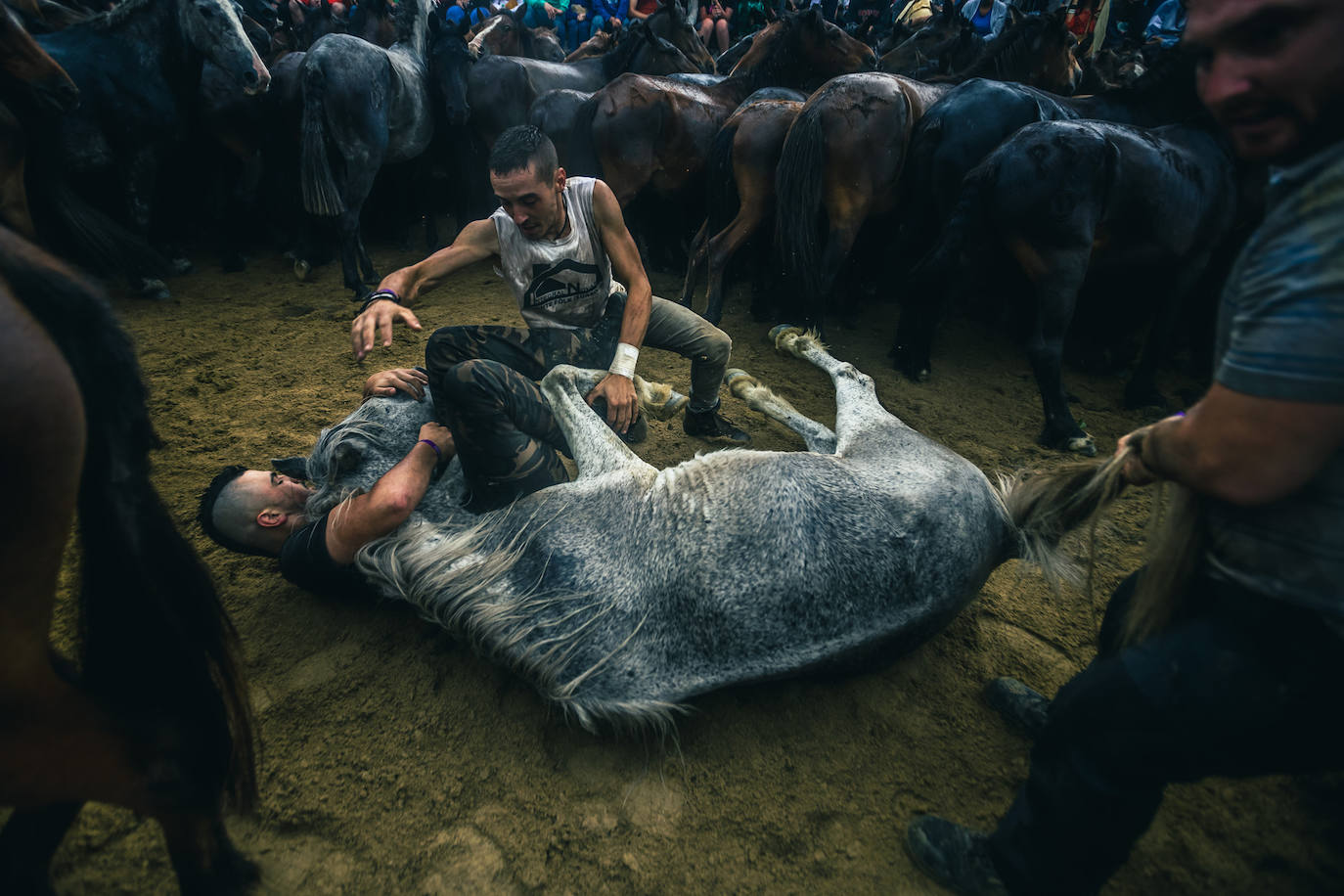 Fotos: Rapa das Bestas 2022