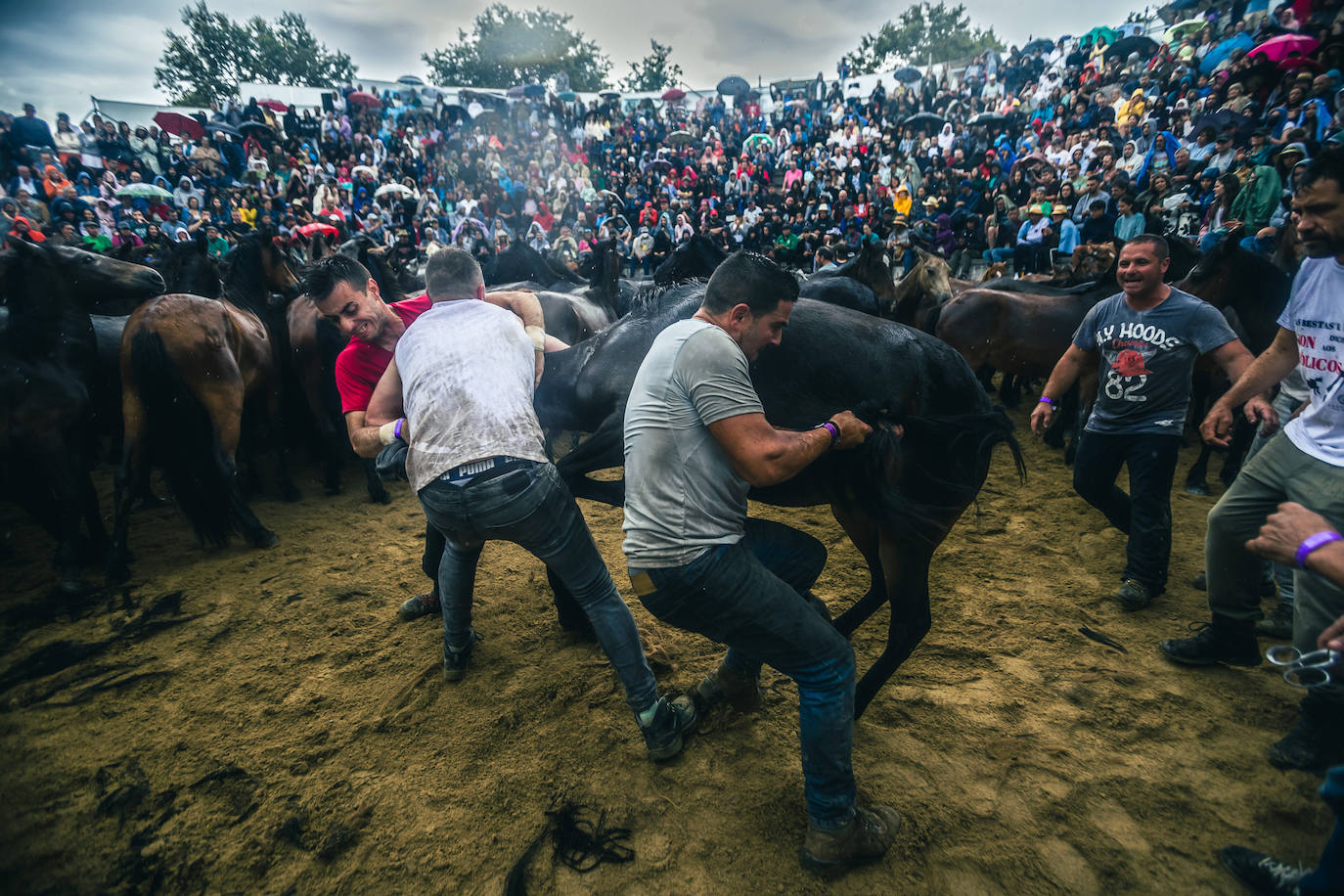 Fotos: Rapa das Bestas 2022