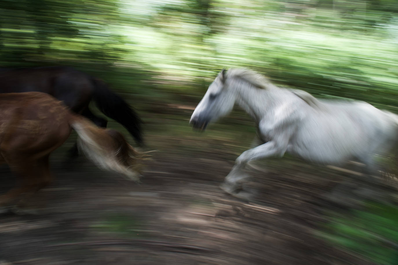 Fotos: Rapa das Bestas 2022