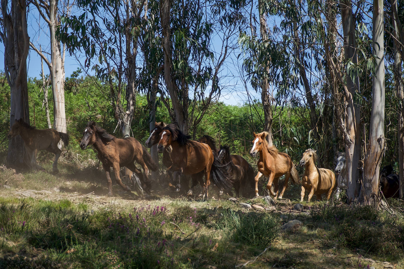 Fotos: Rapa das Bestas 2022