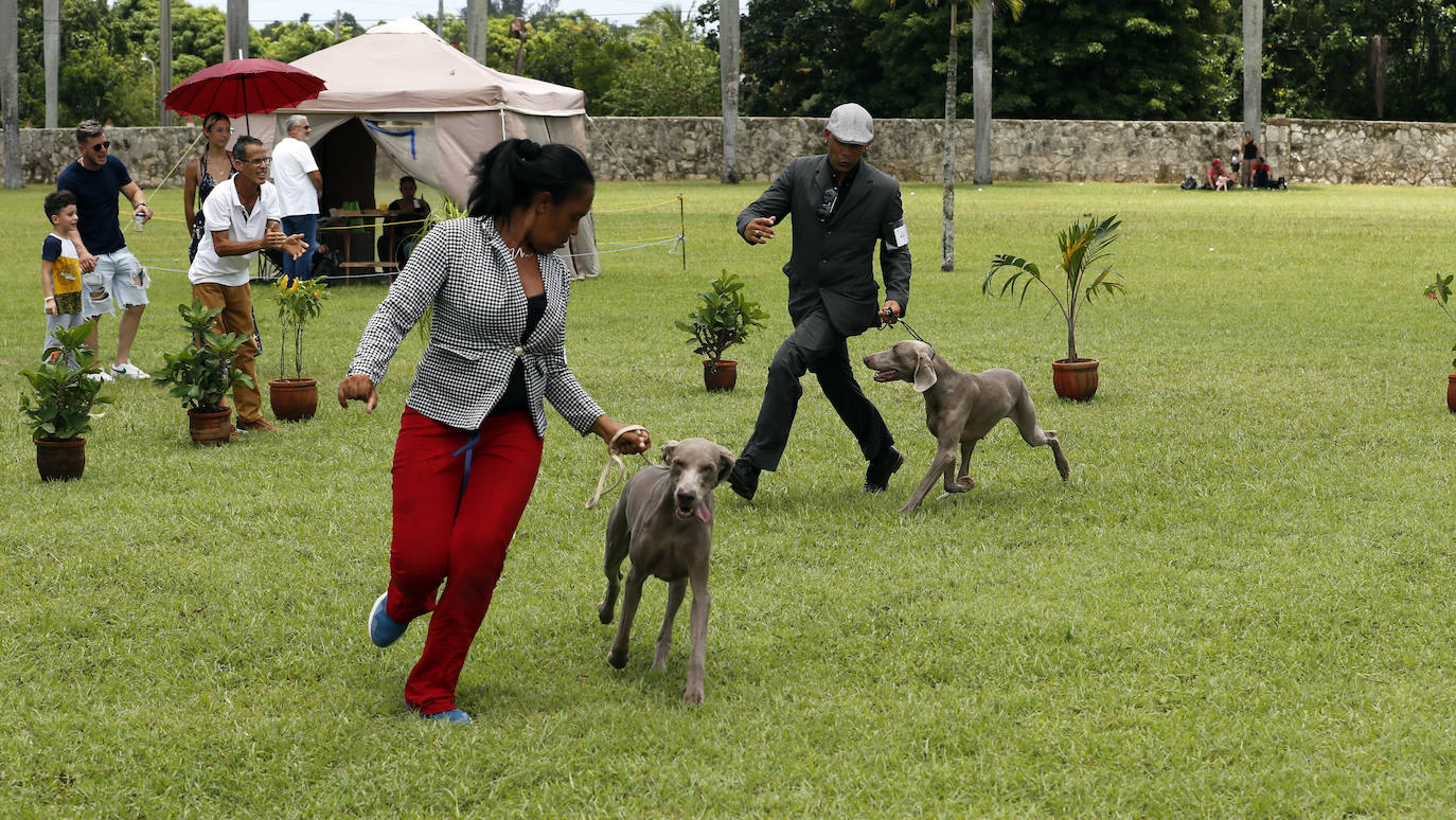 Fotos: Los mejores perros en La Habana