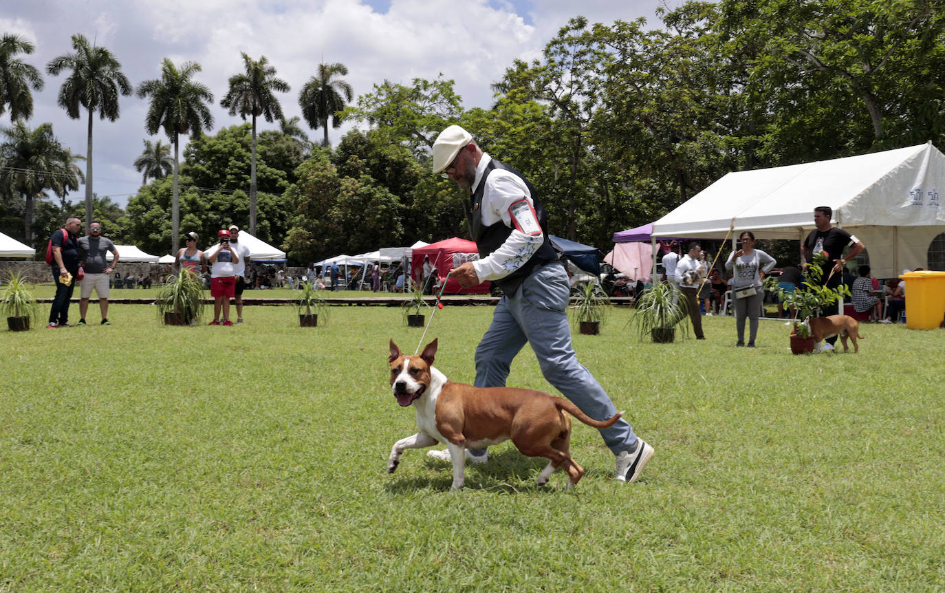 Fotos: Los mejores perros en La Habana