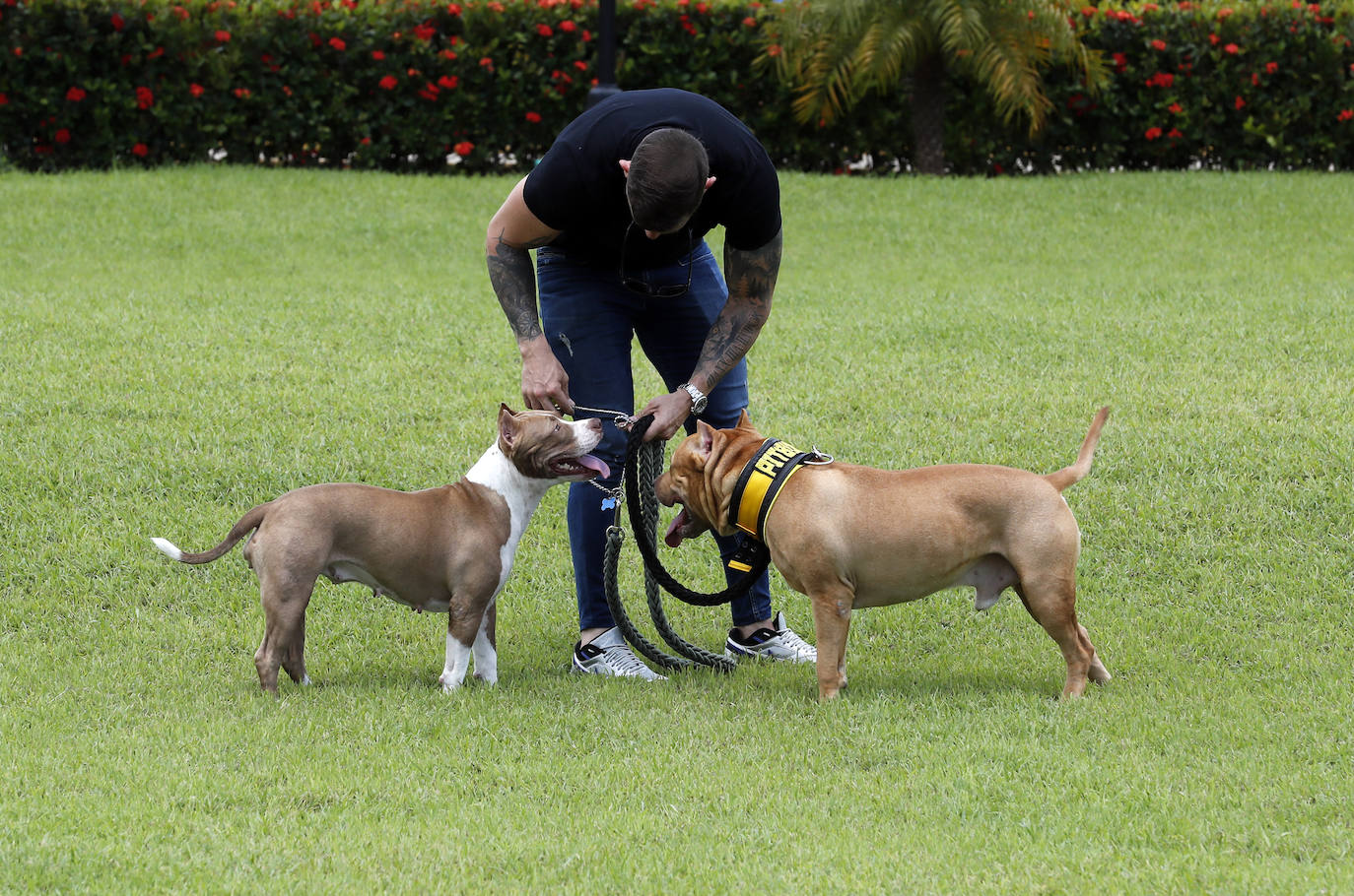 Fotos: Los mejores perros en La Habana