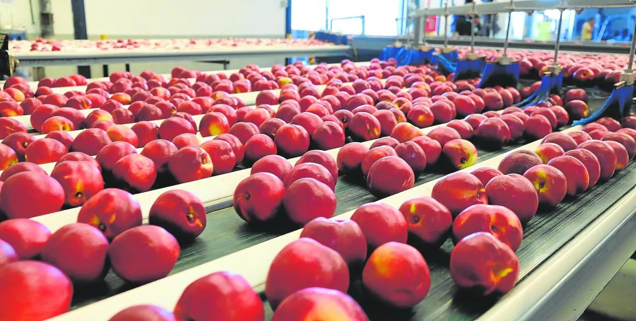 Cooperativa agrícola de fruta de hueso de Cieza durante la campaña de este año. 