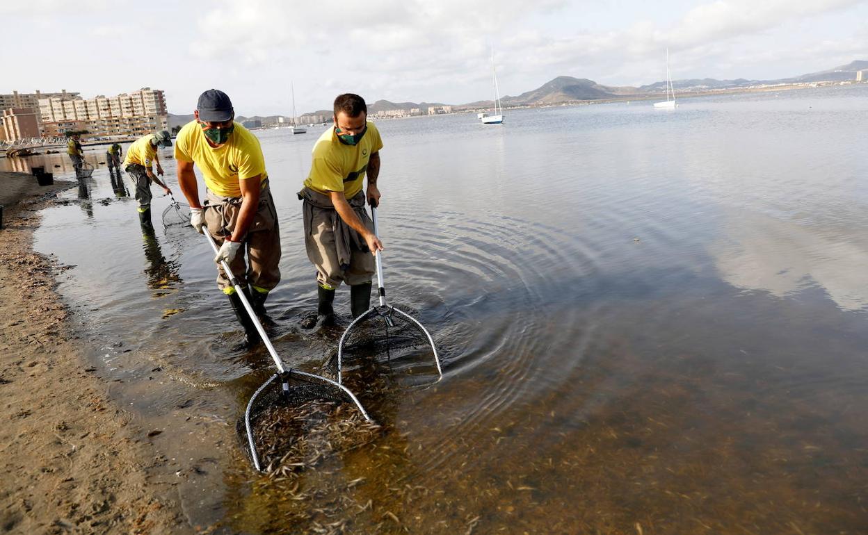 Retirada de peces muertos en el Mar Menor, en agosto de 2021.