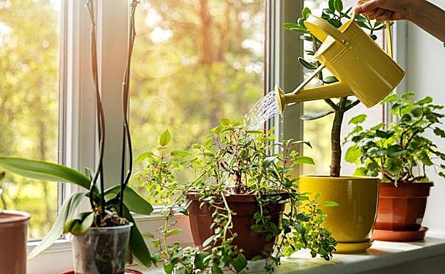 El truco de TikTok para regar las plantas cuando te vas de vacaciones