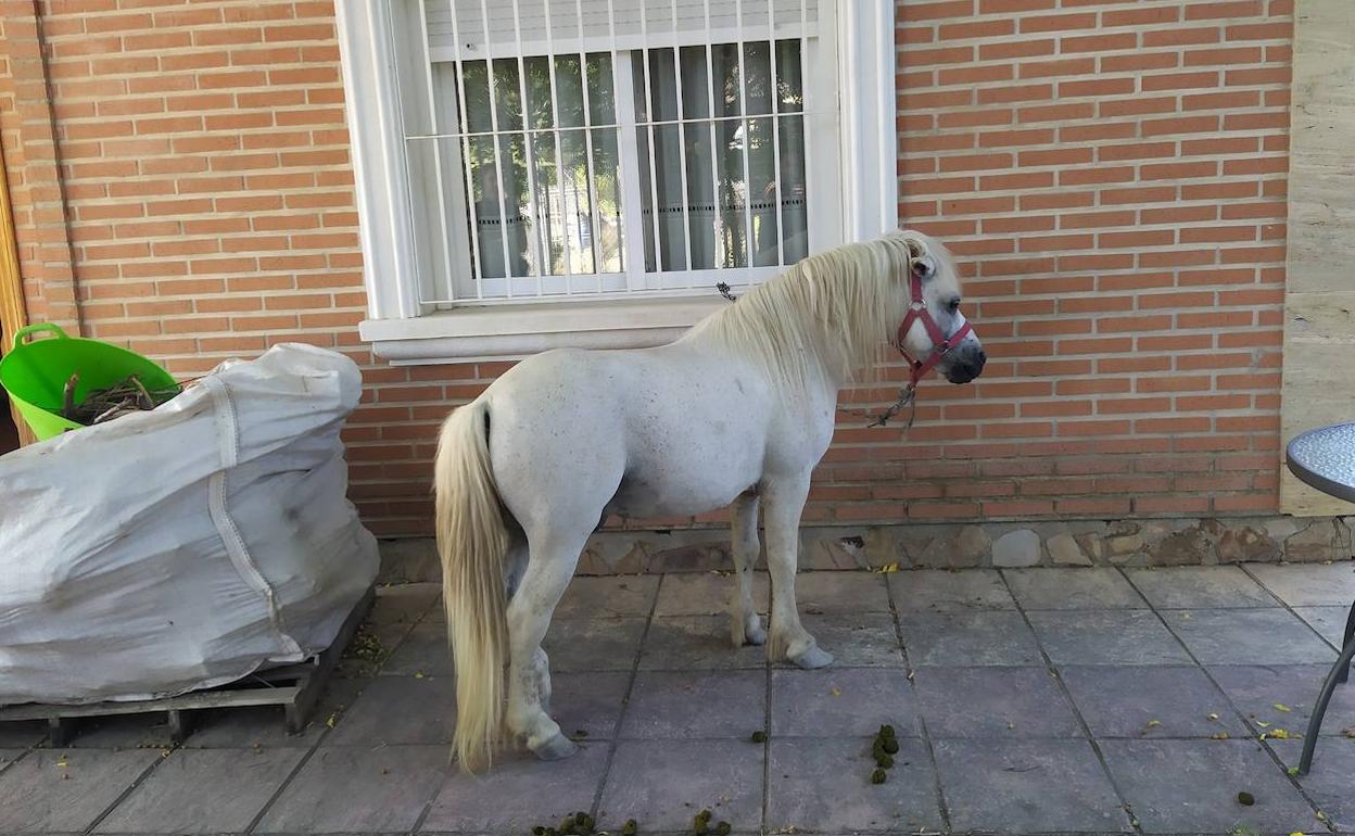 EL poni localizado en Aljucer.