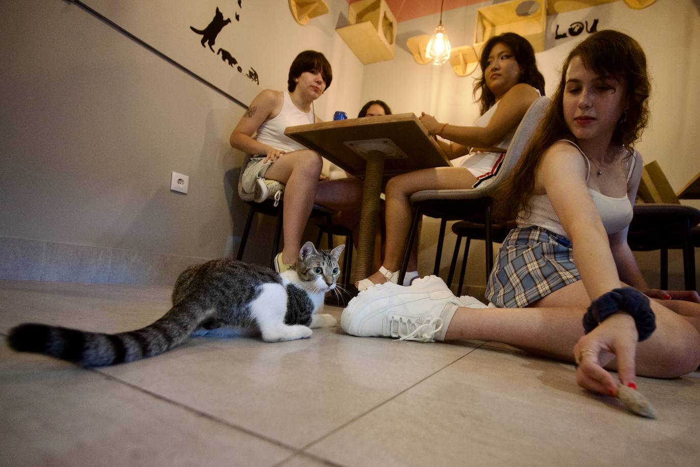 Fotos: La inauguración de la cafetería La Gatera de Murcia, en imágenes