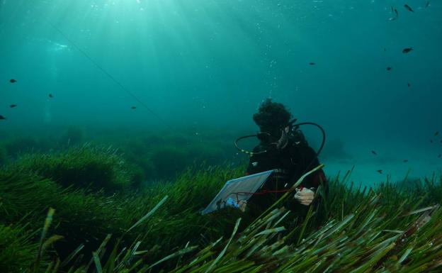 Un buceador toma datos en una pradera de posidonia.