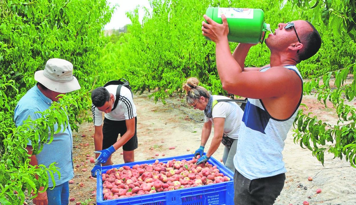 Trabajadores agrícolas, en una finca de Cieza poco antes de terminar su jornada. 