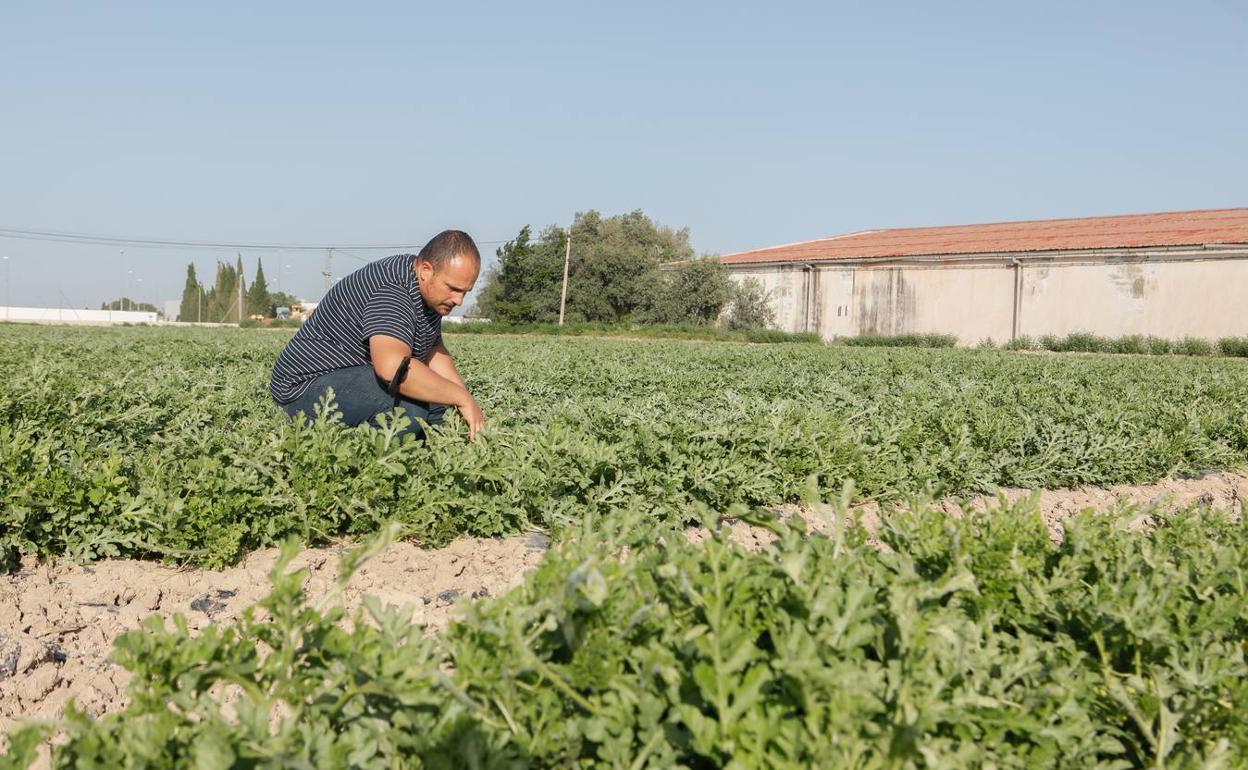 Plantación de sandías ecológicas en Lorca en una imagen de arhivo. 