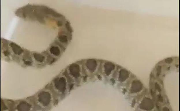 La serpiente atrapada este jueves en el hospital Morales Meseguer de Murcia.