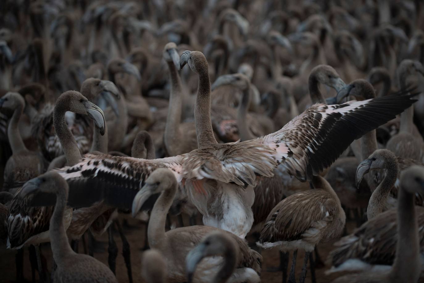 Fotos: Aumenta la familia flamenca andaluza