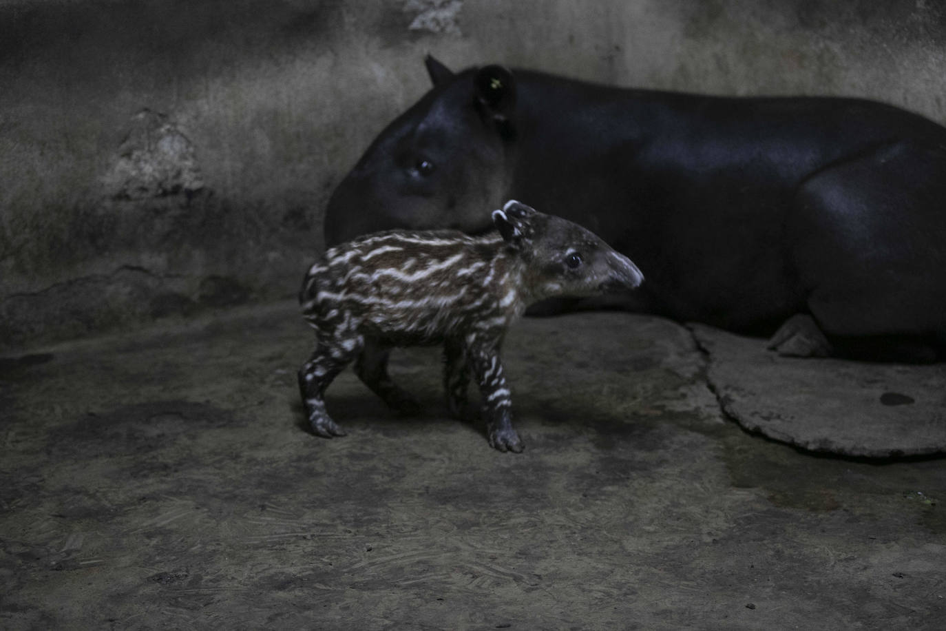 Fotos: Una pareja de tapires llega al mundo