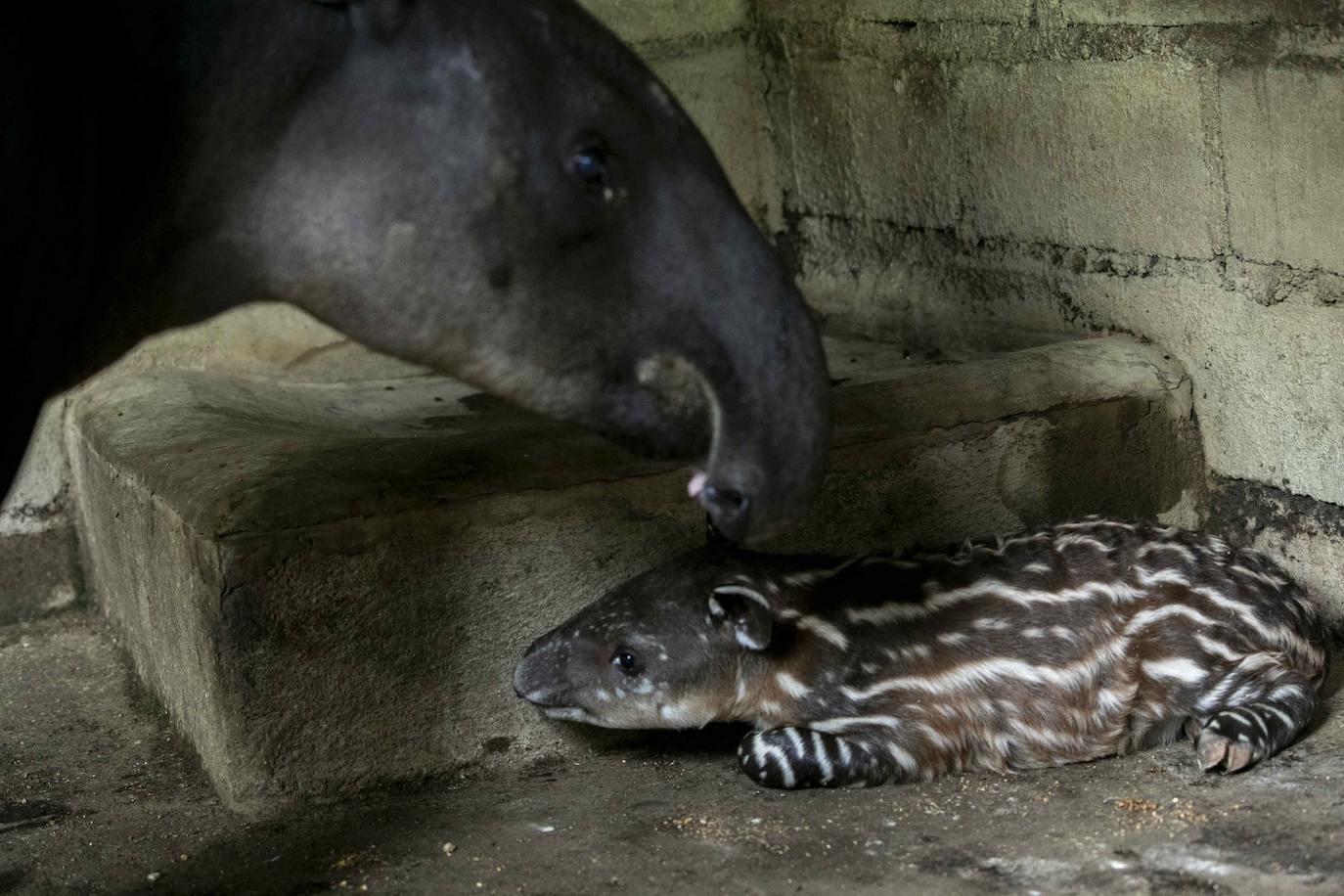 Fotos: Una pareja de tapires llega al mundo