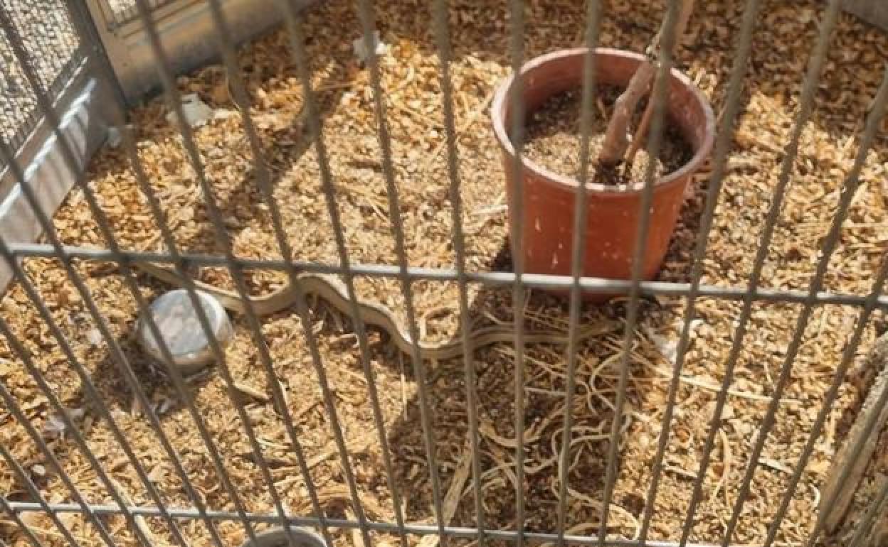 La culebra encontrada dentro de una pajarera en Totana.