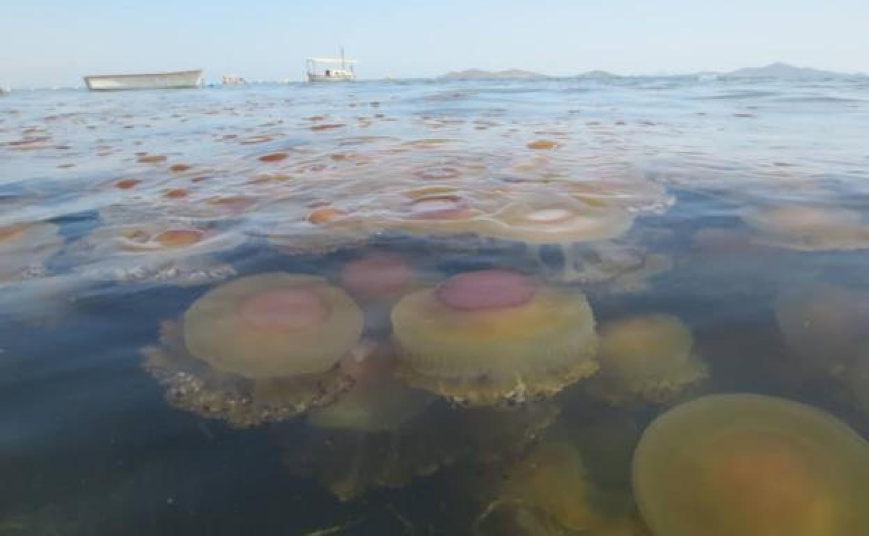 Concentración de medusas de la especie 'Cotylorhiza tuberculata' en el Mar Menor, en una fotografía de archivo.