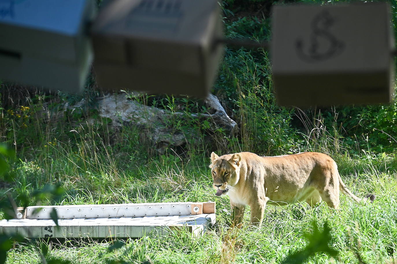 Fotos: Homenaje a los leones