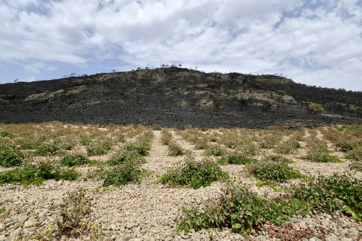 Fotos: Las huellas de la batalla contra el fuego en La Patoja