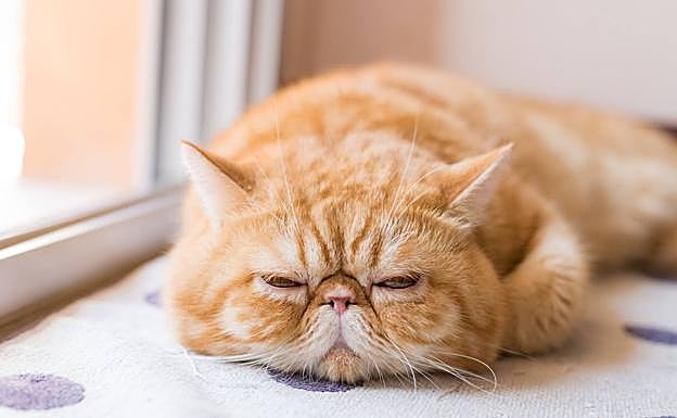 Las señales y síntomas que te ayudan a saber si tu gato está enfermo