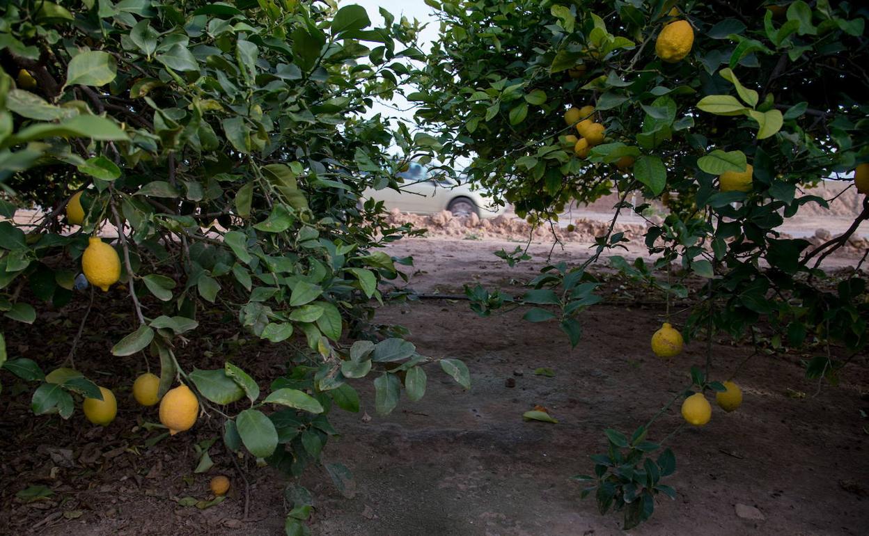 Limoneros en plantaciones del Campo de Cartagena, en una foto de archivo.
