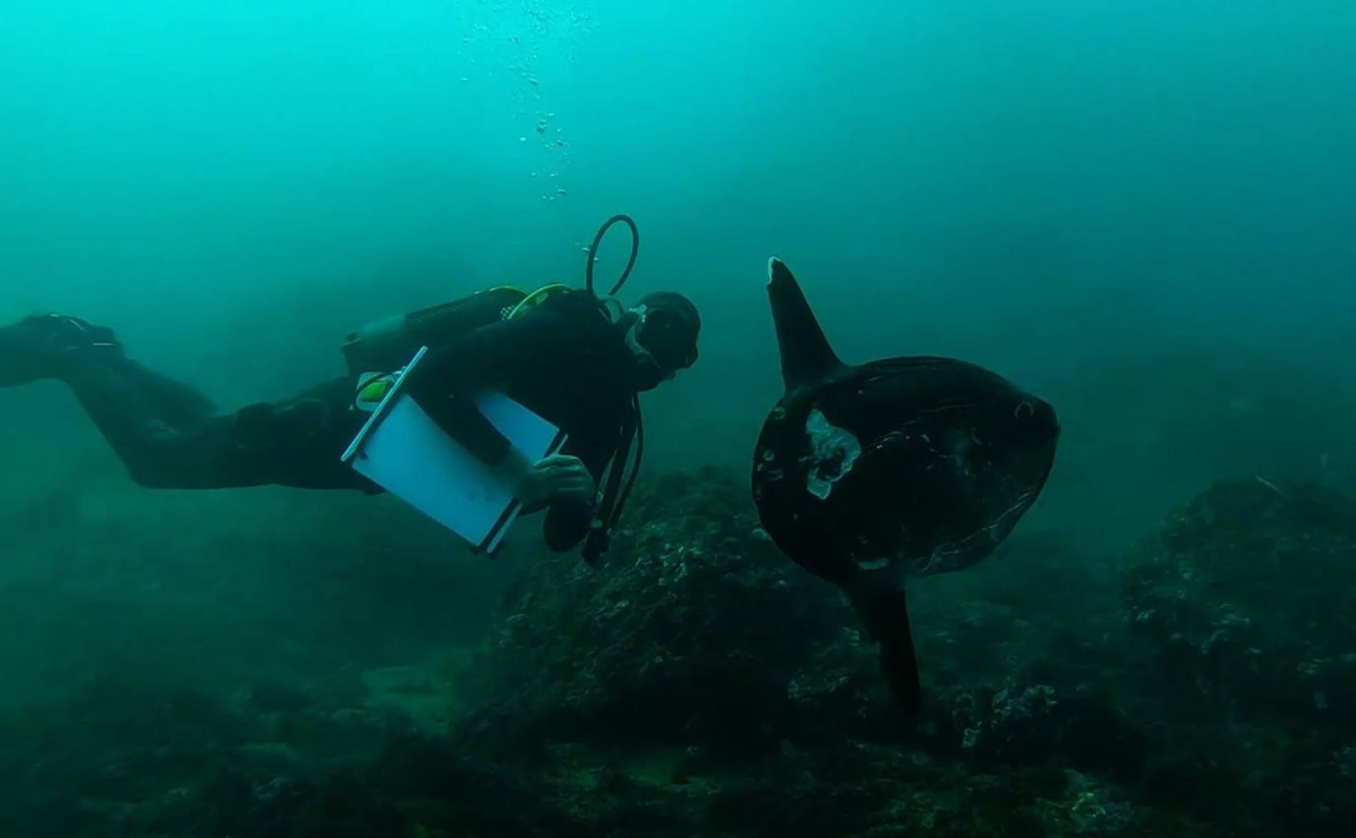 Javier H. Espinosa, con sus útiles de dibujo junto a un pez luna.