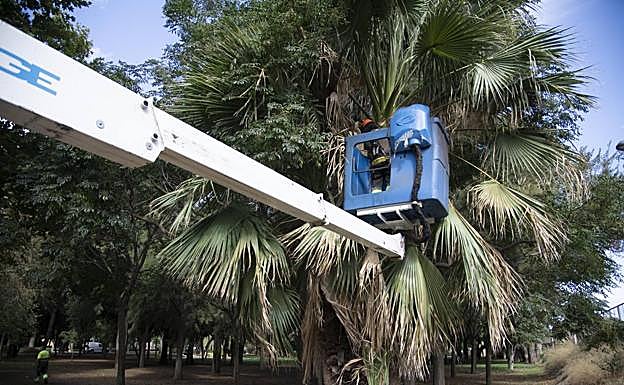 Poda de una palmera en el parque Antonio Vallejo, junto a Benipila.